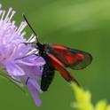 Zygaena osterodensis.jpg